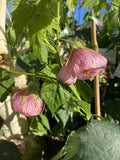 ABUTILON RED EMPEROR 14CM