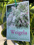 WEIGELA VARIEGATA 20CM