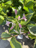 WEIGELA VARIEGATA 20CM