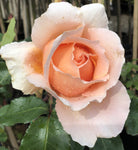 ROSE STANDARD JUST JOEY 2FT 20CM 