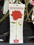 ROSE DELBARD RED INTUITION 20CM 