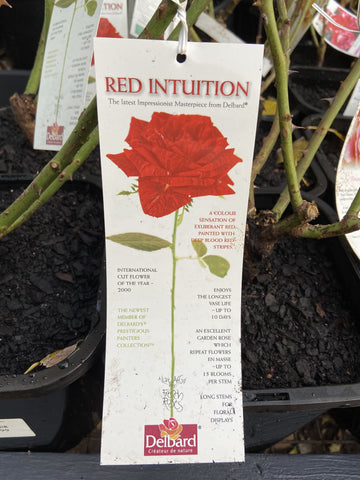 ROSE DELBARD RED INTUITION 20CM 