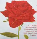 ROSE DELBARD RED INTUITION 20CM 