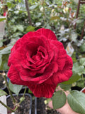 ROSE DELBARD RED INTUITION 20CM 