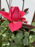ROSE DELBARD RED INTUITION 20CM 
