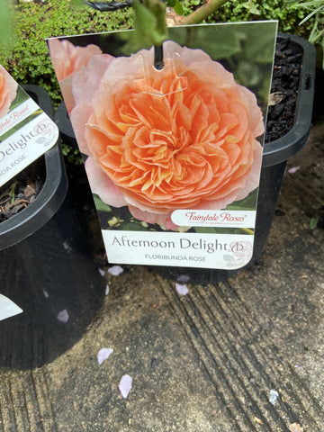 ROSA AFTERNOON DELIGHT 20CM