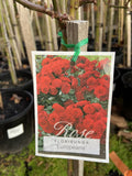 ROSE EUROPEANA 20CM