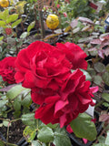 ROSE EUROPEANA 20CM