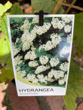 HYDRANGEA SNOWFLAKE 20CM