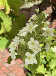 HYDRANGEA SNOWFLAKE 20CM