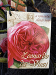 ROSE LEONARDO DA VINCI BARE ROOT