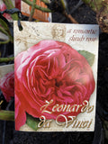 ROSE LEONARDO DA VINCI BARE ROOT 