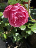 ROSE LEONARDO DA VINCI BARE ROOT 