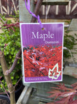 ACER PALMATUM OSAKAZUKI 30CM