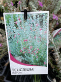 TEUCRIUM MARIUM 14CM