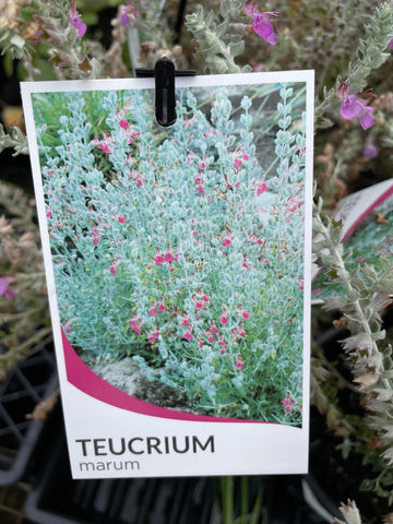TEUCRIUM MARIUM 14CM