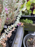 TEUCRIUM MARIUM 14CM