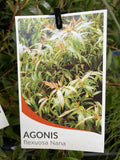 AGONIS FLEXUOSA NANA 14CM