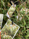 AGONIS FLEXUOSA NANA 14CM
