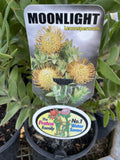 LEUCOSPERMUM MOONLIGHT 20CM