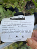 LEUCOSPERMUM MOONLIGHT 20CM