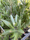 LEUCOSPERMUM MOONLIGHT 20CM