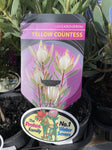 LEUCADENDRON YELLOW COUNTESS 14CM