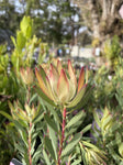 LEUCADENDRON YELLOW COUNTESS 14CM