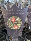 LEUCADENDRON BURGUNDY SUNSET 14CM