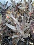 LEUCADENDRON BURGUNDY SUNSET 14CM
