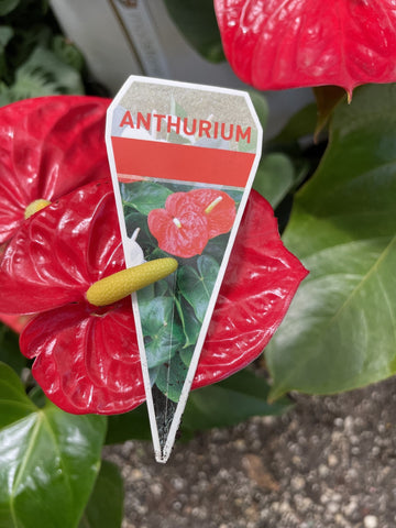 ANTHURIUM 14CM