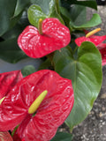 ANTHURIUM 14CM