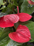 ANTHURIUM 14CM