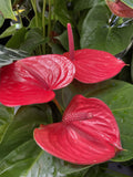 ANTHURIUM 14CM