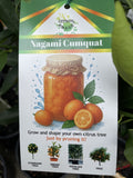 CUMQUAT NAGAMI 25CM