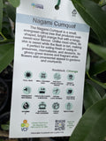 CUMQUAT NAGAMI 25CM