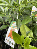 CUMQUAT NAGAMI 25CM