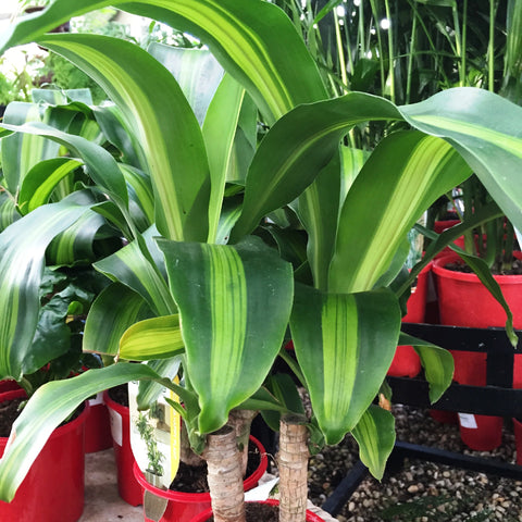 DRACAENA FRAGRANS HAPPY PLANT 20CM 