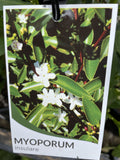 MYOPORUM INSULARE 14CM