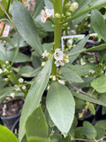 MYOPORUM INSULARE 14CM