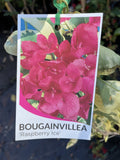 BOUGAINVILLEA RASPBERRY ICE 20CM