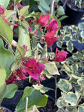 BOUGAINVILLEA RASPBERRY ICE 20CM