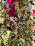 BOUGAINVILLEA RASPBERRY ICE 20CM