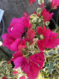BOUGAINVILLEA RASPBERRY ICE 20CM