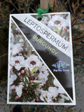 LEPTOSPERMUM BURGUNDY 25CM