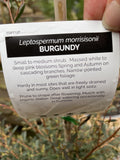 LEPTOSPERMUM BURGUNDY 25CM