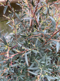 LEPTOSPERMUM BURGUNDY 25CM