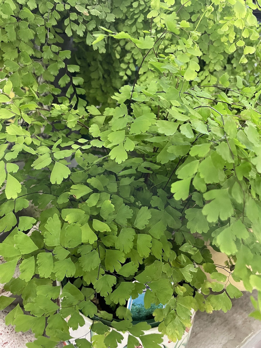 ADIANTUM FRAGRANS 17CM – Poyntons Nursery