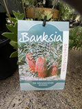 BANKSIA BLECHNIFOLIA 14CM