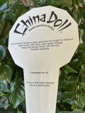 RADERMACHERA CHINA DOLL 20CM